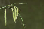 Nodding sedge